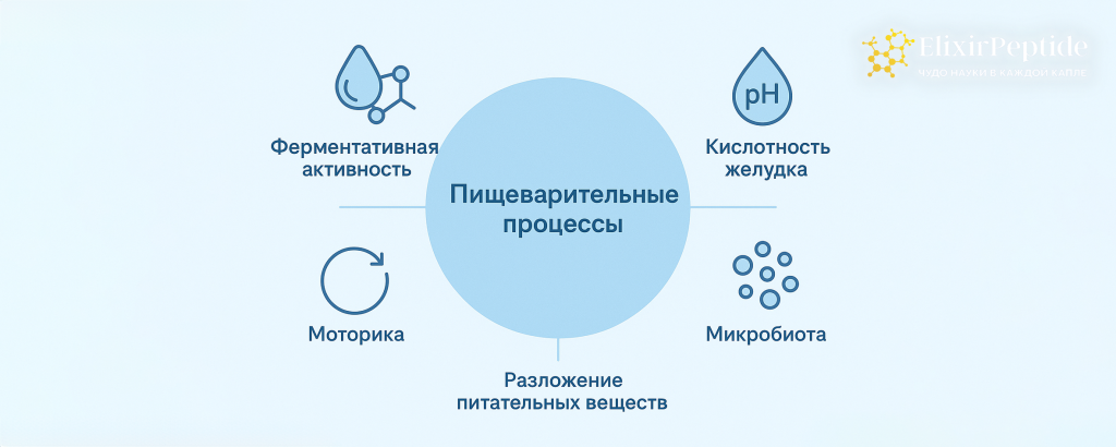 Основные процессы пищеварения, ферменты и механизмы Основные процессы пищеварения, ферменты и механизмы