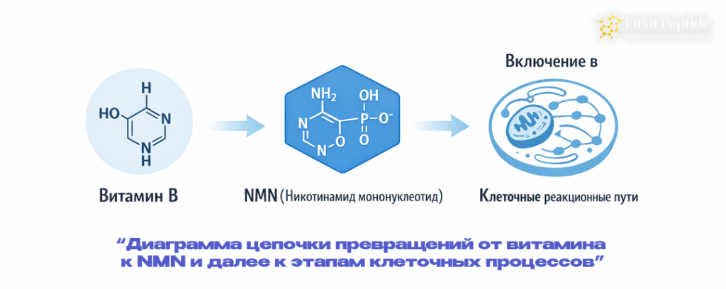 Диаграмма цепочки превращений от витамина к NMN и далее к этапам клеточных процессов. .png Диаграмма цепочки превращений от витамина к NMN и далее к этапам клеточных процессов. .png