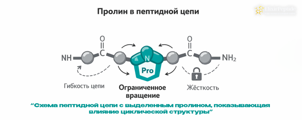 Схема пептидной цепи с выделенным пролином показывающая влияние циклической структуры.png Схема пептидной цепи с выделенным пролином показывающая влияние циклической структуры.png