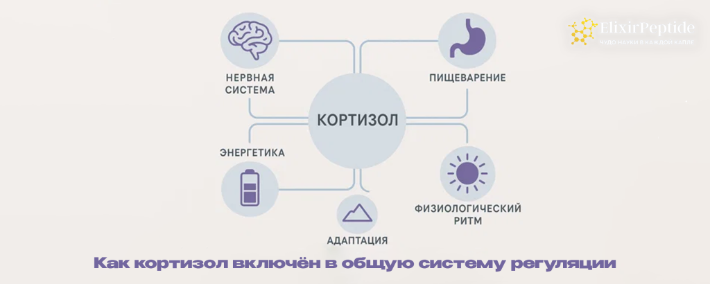 Как кортизол включён в общую систему регуляции.png Как кортизол включён в общую систему регуляции.png
