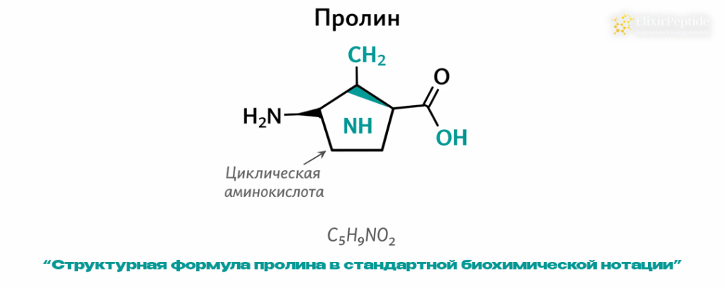 Структурная формула пролина в стандартной биохимической нотации.png Структурная формула пролина в стандартной биохимической нотации.png