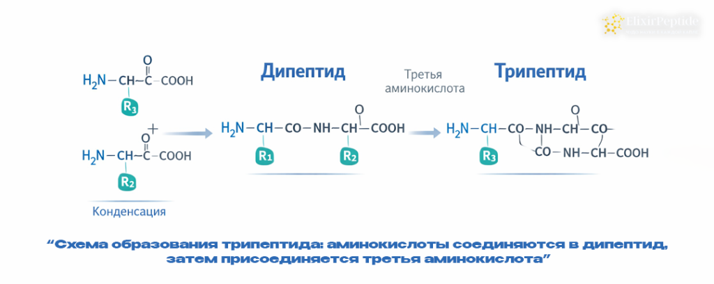 Схема образования трипептида- аминокислоты соединяются в дипептид затем присоединяется третья аминокислота.png Схема образования трипептида- аминокислоты соединяются в дипептид затем присоединяется третья аминокислота.png