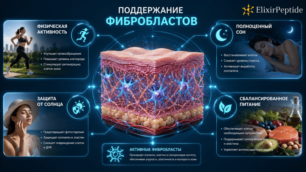 Поддержание фибробластов Поддержание фибробластов