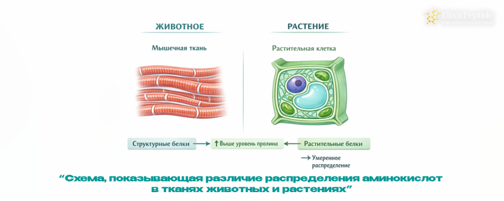 Схема показывающая различие распределения аминокислот в тканях животных и растениях.png Схема показывающая различие распределения аминокислот в тканях животных и растениях.png