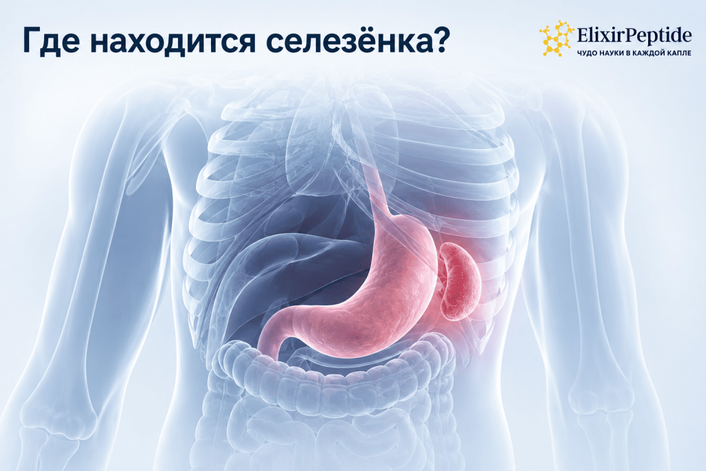 Где находится селезёнка.png Где находится селезёнка.png