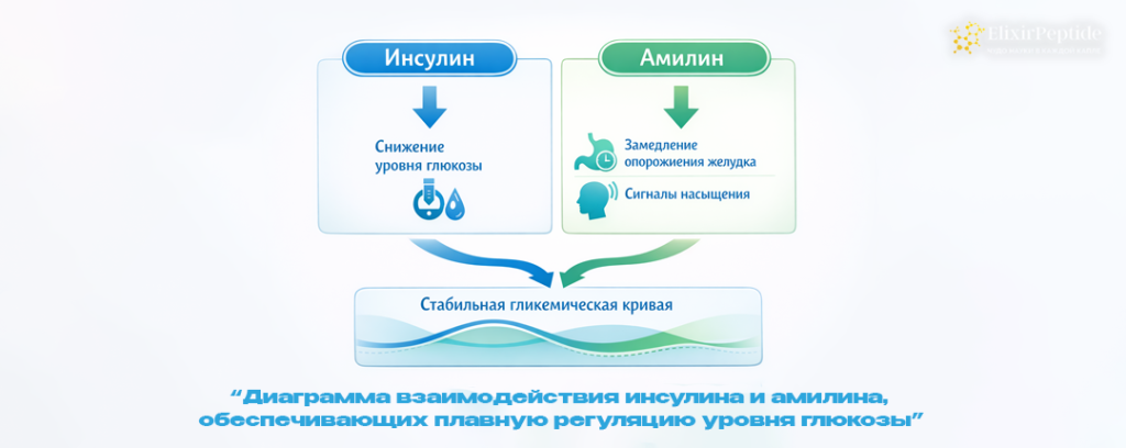 Диаграмма взаимодействия инсулина и амилина обеспечивающих плавную регуляцию уровня глюкозы.png Диаграмма взаимодействия инсулина и амилина обеспечивающих плавную регуляцию уровня глюкозы.png