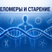 Теломеры и старение: что это такое простыми словами и как поддержать их длину