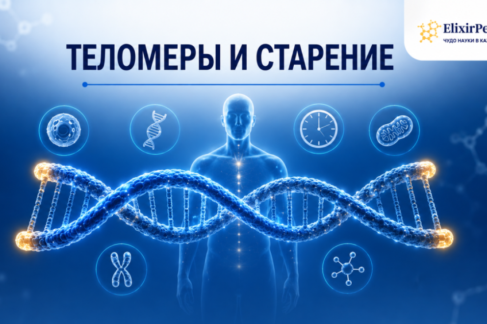 Теломеры и старение: что это такое простыми словами и как поддержать их длину